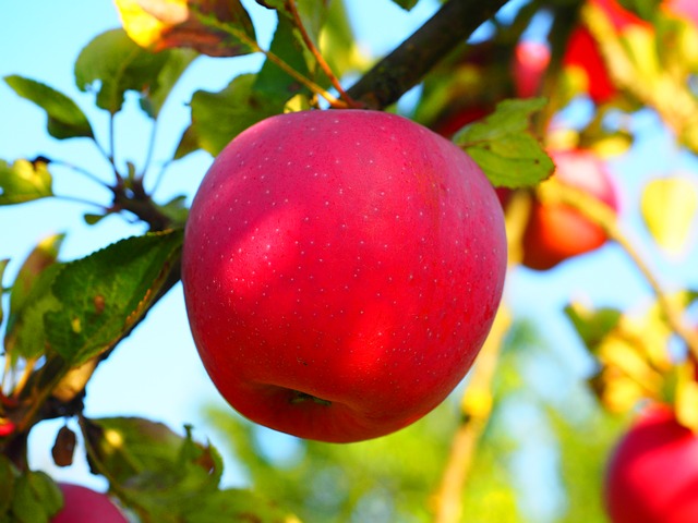 jablíčka na stromě